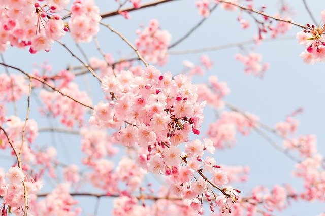 cherry blossom tree g9fa62e59d 640
